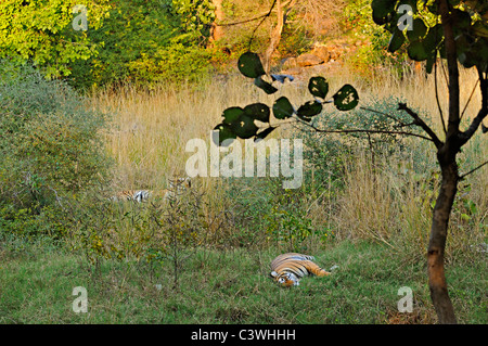 Tiger in erba verde di Ranthambhore dopo la stagione delle piogge monsoniche Foto Stock