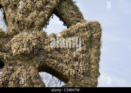 Una croce celtica ricoperte da licheni sul sagrato a Perranuthnoe, Cornwall Foto Stock