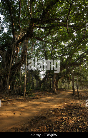 Una pista forestale andando però a Banyan o albero di fico nel parco nazionale di Ranthambore, India Foto Stock