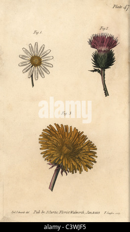 Composto fiori: daisy Bellis perennis, cardo Onopordum acanthium e tarassaco Taraxacum. Foto Stock