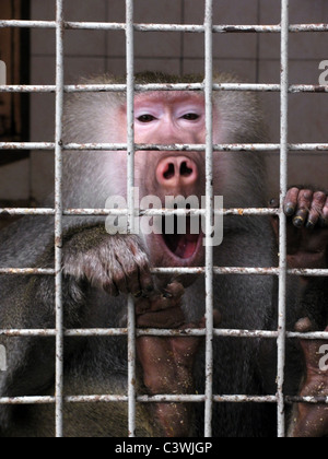 Sbadigliare scimmia in una gabbia zoo Foto Stock