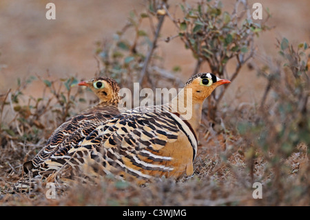 Sandgrouse verniciata (Pterocles indicus) maschio e femmina sul terreno in Ranthambhore Foto Stock