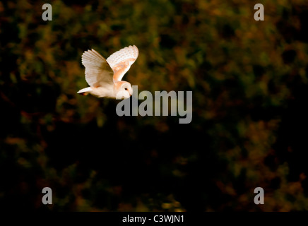 Il barbagianni (Tyto alba) a caccia di prede, Warwickshire Foto Stock