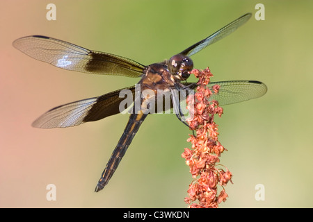 Una libellula, la vedova Skimmer arroccato e appoggiata contro uno sfondo colorato, Libellula luctuosa Foto Stock
