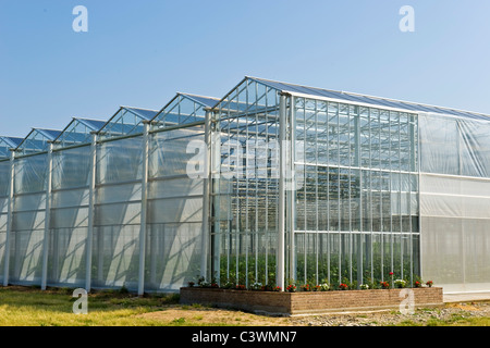 Crescente melanzana, fotovoltaico serra, Merlino Azienda Agricola San Maurizio, Merlino, provincia di Lodi, Italia Foto Stock