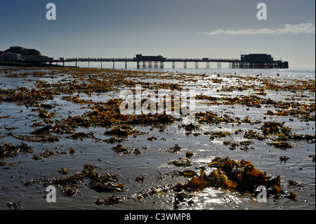 Le alghe sinistra di Worthing beach come la marea si spegne. Worthing Pier è in background Foto Stock