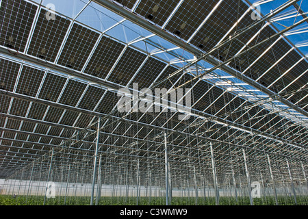 Crescente melanzana, fotovoltaico serra, Merlino Azienda Agricola San Maurizio, Merlino, provincia di Lodi, Italia Foto Stock