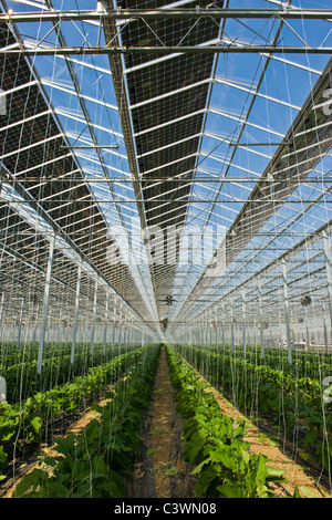 Crescente melanzana, fotovoltaico serra, Merlino Azienda Agricola San Maurizio, Merlino, provincia di Lodi, Italia Foto Stock