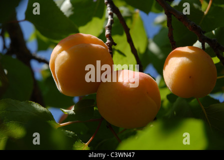 Le albicocche che crescono su un albero, Provincia di Alicante, Valencia, Spagna Foto Stock