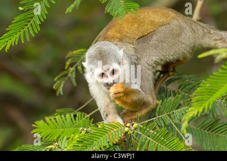 Adulto Scimmia di scoiattolo nella foresta pluviale ecuadoriana alla ricerca di cibo Foto Stock