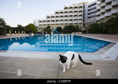 Lonesome cat camminando accanto alla piscina di un hotel resort, Turchia Foto Stock