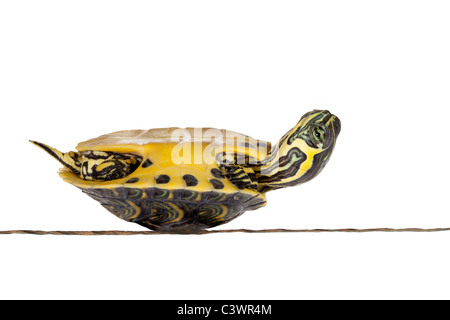 Povero piccolo tartaruga malati sdraiata sulla schiena Foto Stock