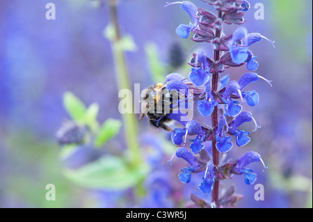 Bombus Lucorum. Bumble Bee su un fiore di Salvia in un giardino inglese Foto Stock