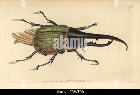 Hercules beetle, Dynastes hercules Foto Stock