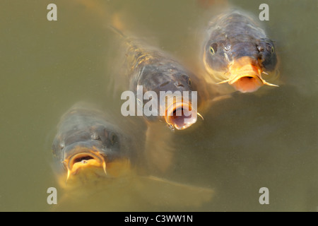 Uno spettacolare pesce Koi con bocche aperte in attesa di essere alimentato Foto Stock