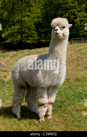 Alpacas Vicugna pacos in una fattoria presso Eyam Derbyshire Peak District National Park Inghilterra GB UK Europa Foto Stock