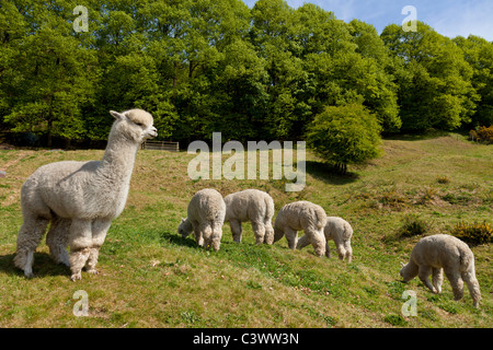 Alpacas Vicugna pacos in una fattoria presso Eyam Derbyshire Peak District National Park Inghilterra GB UK Europa Foto Stock