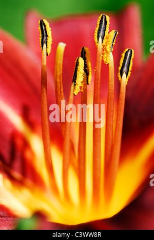 Macro di antere e filamenti del giorno rosso-fiore di giglio Foto Stock