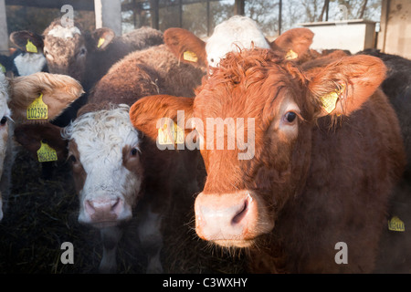 Una mandria di giovenchi svernano in un cantiere di bestiame in una fattoria Foto Stock