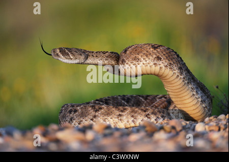 Western Diamondback Rattlesnake (Crotalus atrox), adulto in stridente pongono, Laredo, Webb County, Texas del Sud, STATI UNITI D'AMERICA Foto Stock