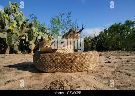 Western Diamondback Rattlesnake (Crotalus atrox), adulto in stridente pongono, Laredo, Webb County, Texas del Sud, STATI UNITI D'AMERICA Foto Stock