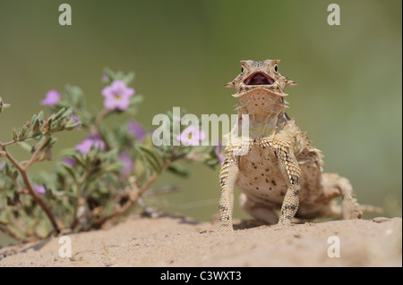 Texas cornuto Lizard (Phrynosoma cornutum), adulto in piedi, Laredo, Webb County, Texas del Sud, STATI UNITI D'AMERICA Foto Stock