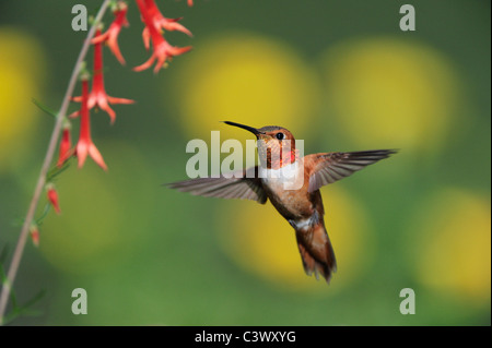 Rufous Hummingbird (Selasphorus rufus), maschio in volo alimentazione su Scarlet Gilia (Ipomopsis aggregata), Nuovo Messico Foto Stock