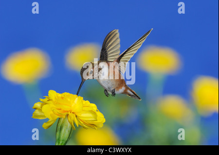 Rufous Hummingbird (Selasphorus rufus), giovane maschio in volo su alimentazione Calendula (Tagetes sp.), Gila National Forest, Nuovo Messico Foto Stock