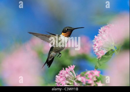 Ruby-throated Hummingbird (archilochus colubris), maschio in volo onPentas alimentazione fiore, Hill Country, Texas centrale, STATI UNITI D'AMERICA Foto Stock