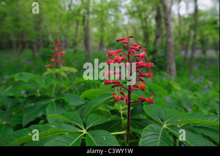 Red Buckeye (Aesculus Pavia), fioritura, Palmetto State Park, Contea di Gonzales, Texas, Stati Uniti d'America Foto Stock