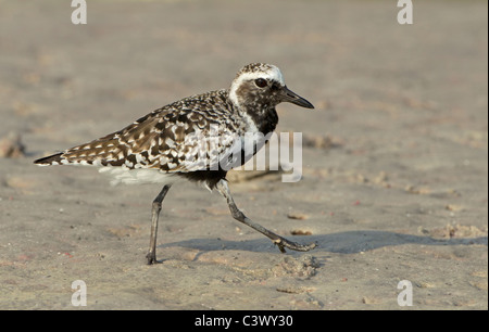 Rospo Plover camminando sulla spiaggia sabbiosa, Estero Laguna Florida Foto Stock