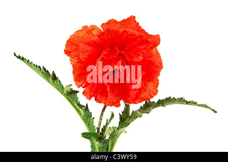 Oriental papavero, latino Papaver orientale, isolato su uno sfondo bianco Foto Stock