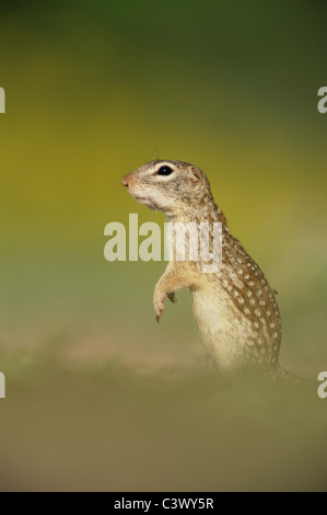 Terra messicana scoiattolo (Spermophilus mexicanus), adulto in piedi, Laredo, Webb County, Texas del Sud, STATI UNITI D'AMERICA Foto Stock