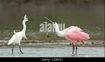 Una controversia territoriale tra un roseate Spoonbill e un airone nevoso. Foto Stock