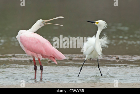 Controversia territoriale tra Roseate Spoonbill e nevoso garzetta. Foto Stock
