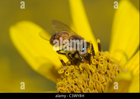 Il miele delle api (Apis mellifera), Adulto alimentazione su Maximilians girasole (Helianthus maximilianii), Comal County, Hill Country, Texas Foto Stock