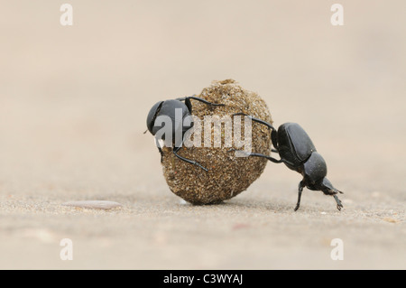 Dung Beetle (Scarabaeinae), adulti di rotolamento a sfera di letame, Laredo, Webb County, Texas del Sud, STATI UNITI D'AMERICA Foto Stock