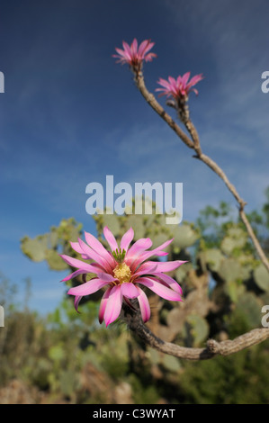 Dahlia cactus hedgehog (Echinocereus poselgeri) e Texas Ficodindia Cactus (Opuntia lindheimeri), impianto blooming,Texas Foto Stock