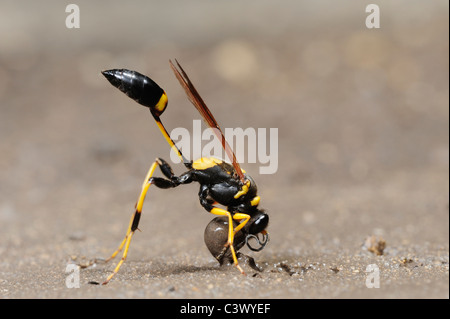 Nero e Giallo Dauber di fango (Sceliphron caementarium), femmina raccolta di fango per nido, Comal County, Hill Country, Texas centrale Foto Stock