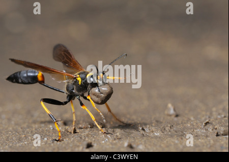 Nero e Giallo Dauber di fango (Sceliphron caementarium), femmina raccolta di fango per nido, Comal County, Hill Country, Texas centrale Foto Stock