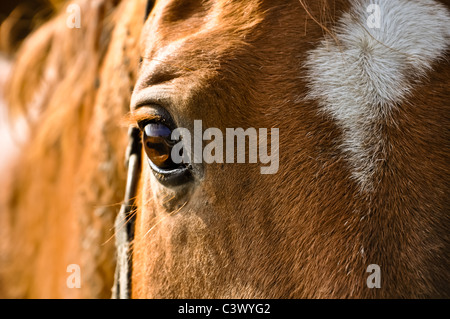 Primo piano di un marrone a fronte di taglio del cavallo Foto Stock