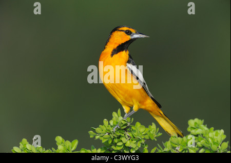 Il Giovenco Rigogolo (Icterus bullockii), maschio arroccato, Laredo, Webb County, Texas del Sud, STATI UNITI D'AMERICA Foto Stock