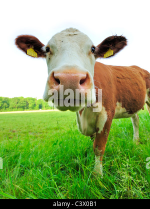 Una mucca il peering con la videocamera Foto Stock