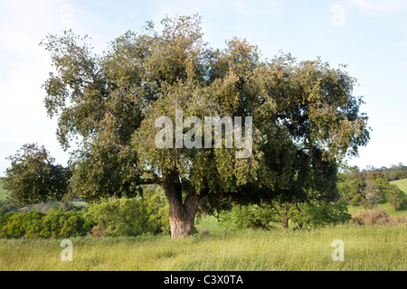 Cork Oak tree, primavera Foto Stock