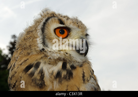 Giovani indiani Gufo Reale Bubo bengalensis Foto Stock