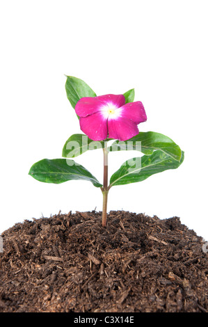 Un bel fiore crescente da un mucchio di terreno isolato su bianco. Foto Stock