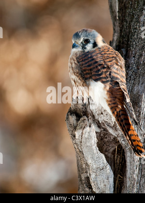 La American Gheppio (Falco sparverius) seduto su un albero. Foto Stock