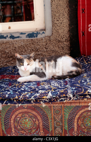 Gatto randagio a Essaouira, Marocco. Foto Stock