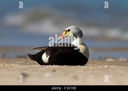 Re Eider adulto drake Foto Stock