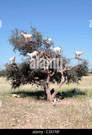 Caprini alimentando in una struttura ad albero di Argan, Marocco. Foto Stock